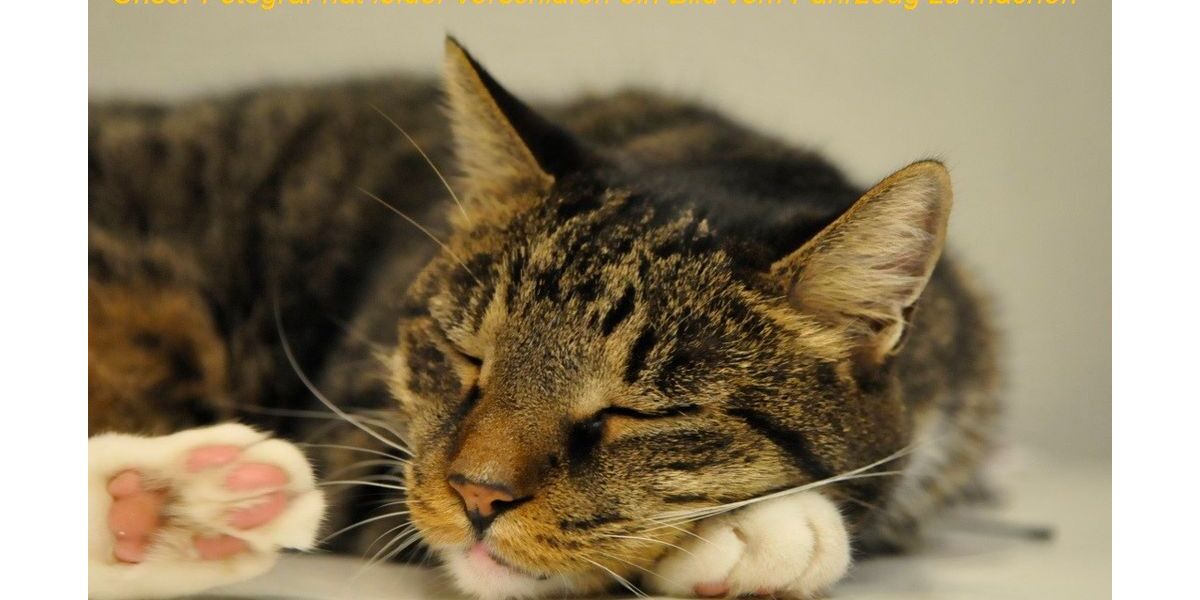 Mazda CX-60 98.138 km 30.900 &euro; Oberhausen 46149