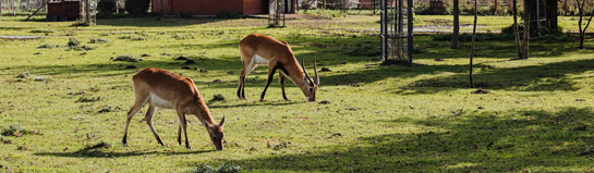 Land und Leute Erlebnishof Dithmarschen Bauernhof