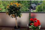 Etagenwohnung Mettmann - 4 Zimmer, 116 m&sup2;, 460.000&euro; | Angebot:26083158