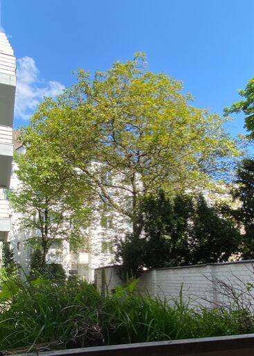 Gewerbeobjekt Düsseldorf Pempelfort - 330&euro; | Angebot:25753068