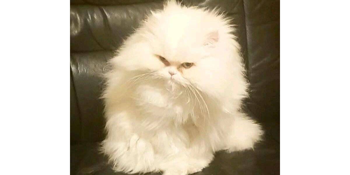 Etagenwohnung Neuss - 1 Zimmer, 25 m&sup2;, 200&euro; | Angebot:24532103